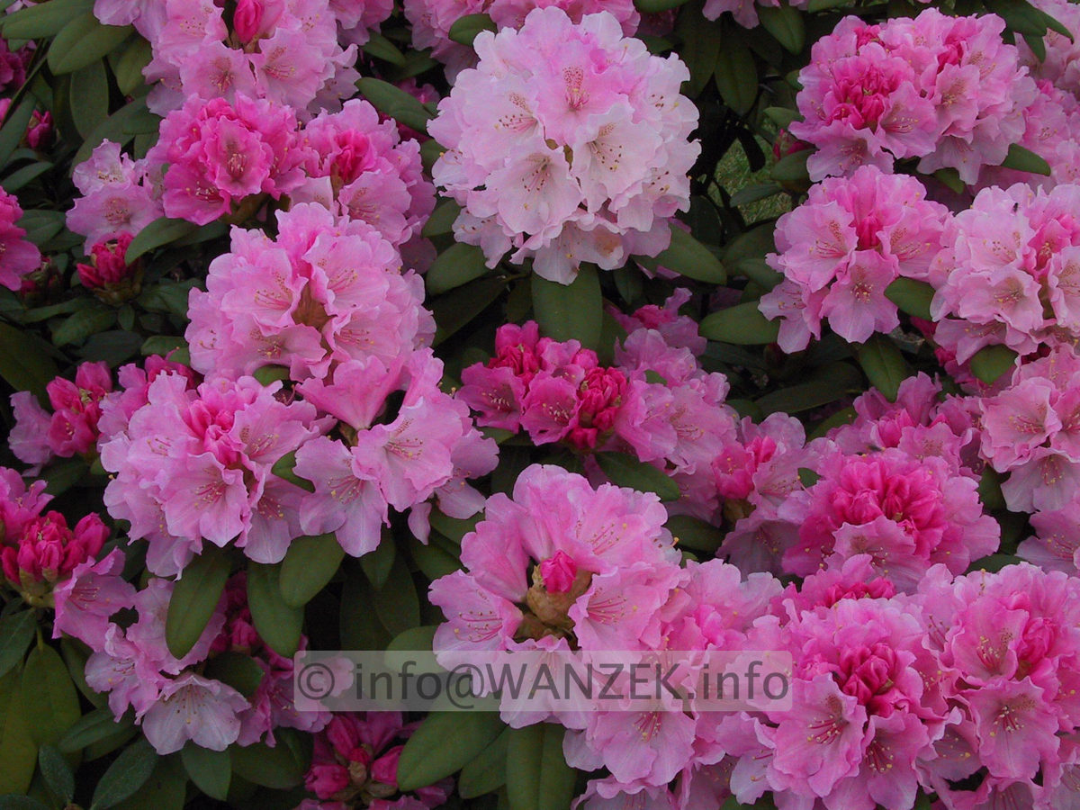 Rhododendron yakushimanum Doc 03.JPG